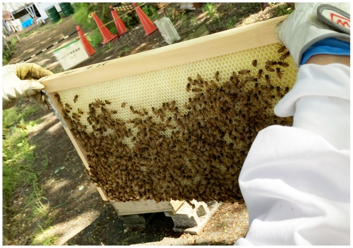 ②生命科学安全研究所内的蜜蜂养殖(1)