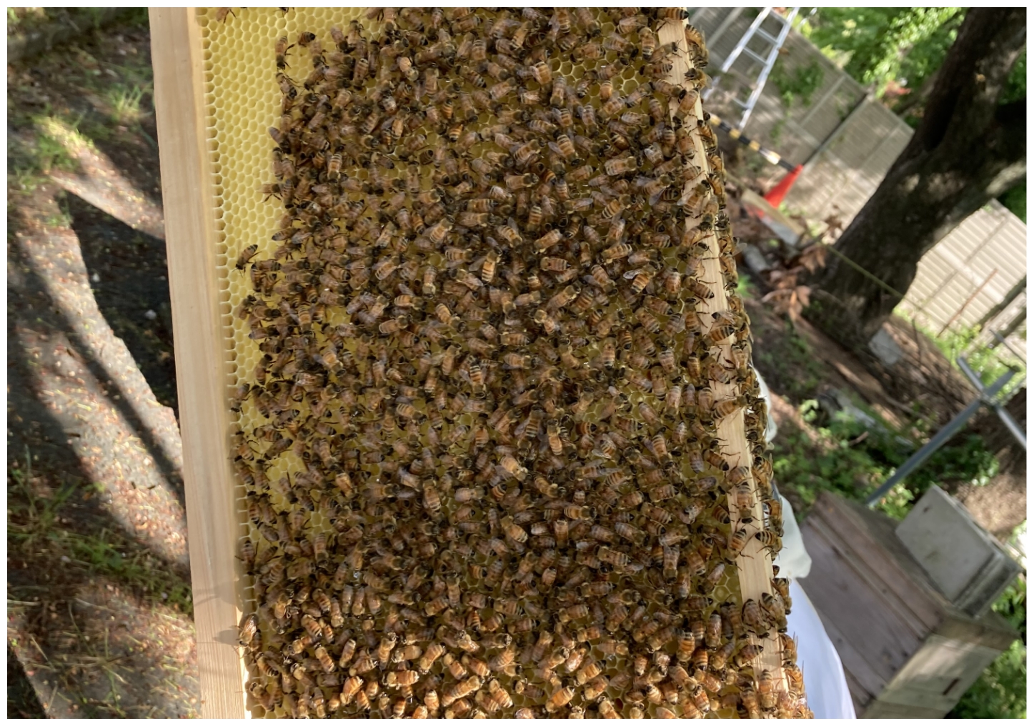 ③生命科学安全研究所内的蜜蜂养殖(2)